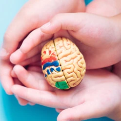 a child holding brain anatomy on stress management class